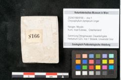 Foto (Objekt + Etikett) von Chrysophyllum olympicum Unger (NHMW-GEO-2024-0188-8166)